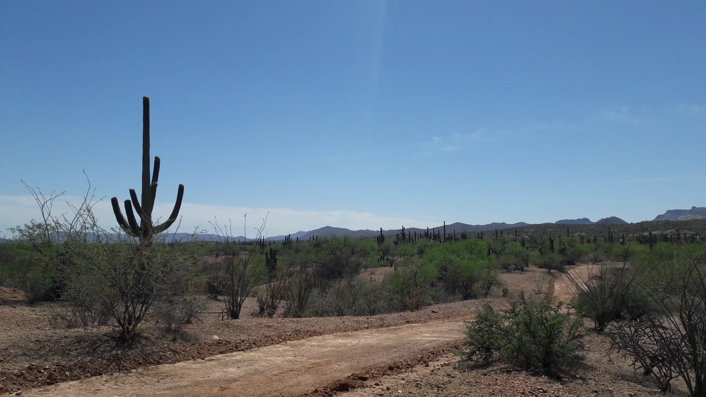 Sonoran desert terrain at La Navidad, Mexico